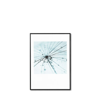 Cuadro DANDELION 1 50x70 cm