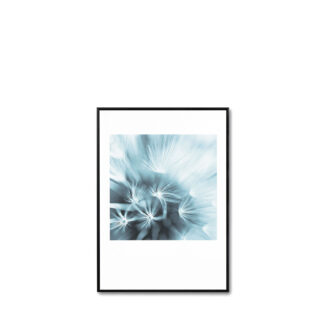 Cuadro DANDELION 3 50x70 cm