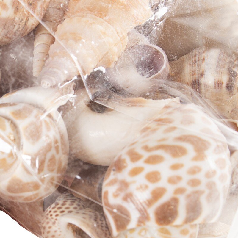 Bolsa Conchas Naturales Surtidas, Peso Aprox:250grs Bolsa:9x6x12/22cm - Image 4