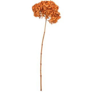 Rama Hortensia Naranja Natural Preservada Ø20x50-60cm