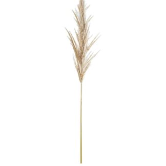 Rama Hierba De Pampa Blanco Algodón 60cm