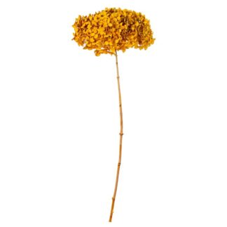 Rama Hortensia Amarilla Natural Preservada Ø20x50-60cm