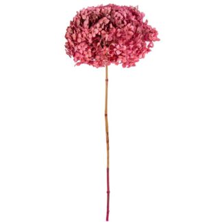 Rama Hortensia Fucsia Natural Preservada Ø20x50-60cm