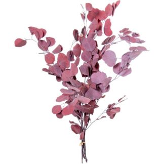 Ramo Hojas Eucalipto Burdeos Natural Preservada 70-80cm